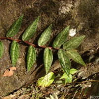 Procris repens (Lour.) B.J.Conn & Hadiah